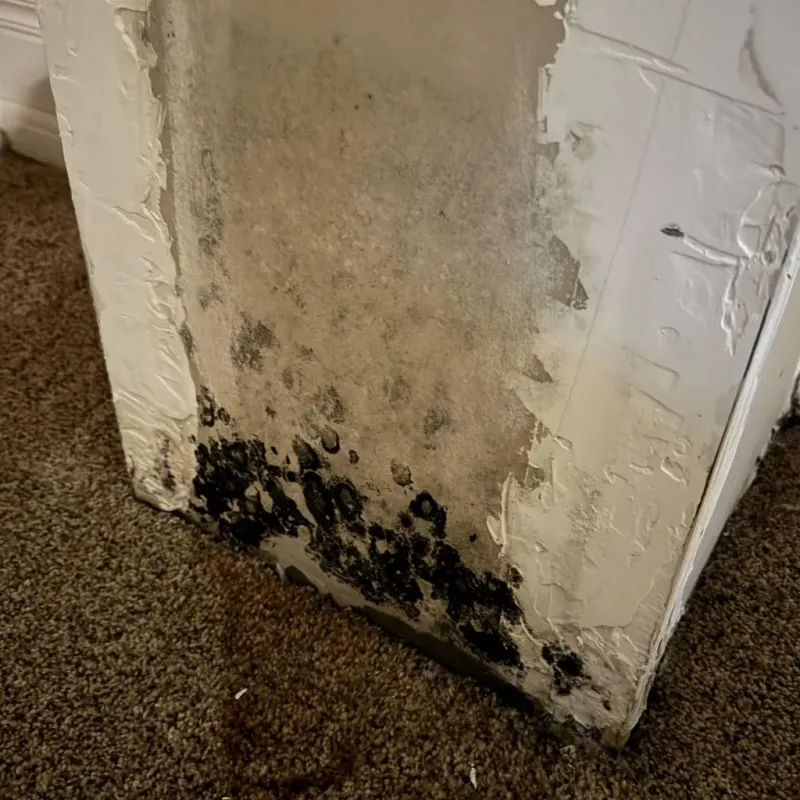 Professional Mold Removal in Seymour, WI